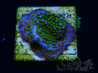 WYSIWYG Montipora Rainbow 11C4