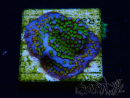 WYSIWYG Montipora Rainbow