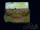 WYSIWYG Montipora Habanero