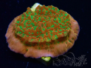 WYSIWYG RAH Montipora Phoenix evolution