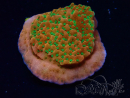 WYSIWYG RAH Montipora Phoenix evoluzione