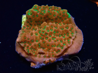 WYSIWYG RAH Montipora Phoenix evolution 11D7