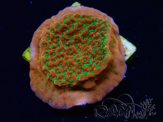 WYSIWYG RAH Montipora Phoenix evolution 11D8