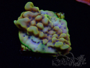 WYSIWYG Montipora Crazy T