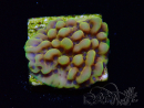 WYSIWYG Montipora Crazy T 11E4