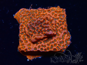 WYSIWYG WWC Montipora Dragon Fruit 11E5