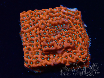 WYSIWYG WWC Montipora Dragon Fruit
