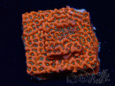 WYSIWYG WWC Montipora Dragon Fruit 11E7