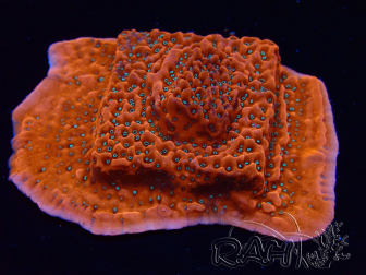 WYSIWYG WWC Montipora Dragon Fruit