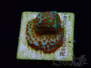 WYSIWYG RAH Montipora Reverse Sunset 11F1