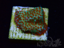 WYSIWYG RAH Montipora Reverse Sunset 11F2