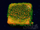 WYSIWYG Montipora Sunset 11F8