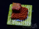 WYSIWYG RAH Montipora Mystic Sunset