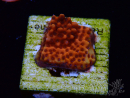 WYSIWYG RAH Montipora Mystic Sunset 11G8