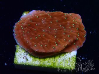 WYSIWYG SK Snow Montipora plateau 11H2