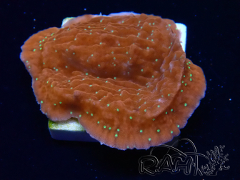 WYSIWYG SK Snow Montipora plate