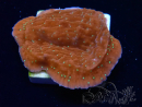 WYSIWYG SK Snow Montipora plato