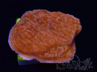 WYSIWYG SK Snow Montipora plateau