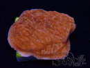 WYSIWYG SK Snow Montipora plateau 11H4