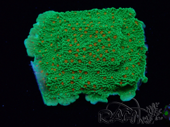 WYSIWYG Montipora Season Greetings