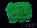 WYSIWYG Montipora Season Greetings