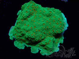 WYSIWYG Montipora Season Greetings 11J2