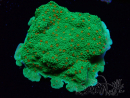 WYSIWYG Montipora Season Greetings 11J2