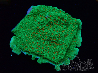 WYSIWYG Montipora Season Greetings