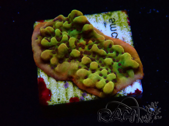 WYSIWYG RAH Montipora Passion Fruit 11J5