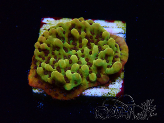 WYSIWYG RAH Montipora Passion Fruit 11J8