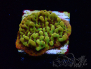 WYSIWYG RAH Montipora Passion Fruit 11J8