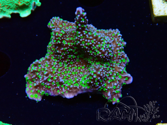 WYSIWYG Montipora hispida Hulk 11K1