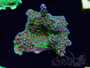 WYSIWYG Montipora hispida Hulk 11K1