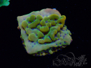 WYSIWYG RAH Montipora Orange Punch