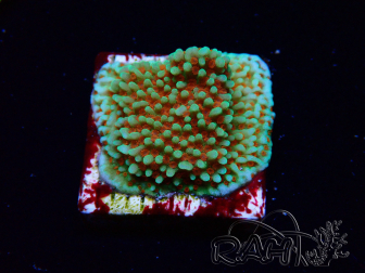 WYSIWYG Montipora Grinch