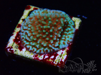 WYSIWYG Montipora Grinch 11L2