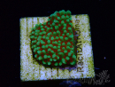 WYSIWYG Montipora Grinch