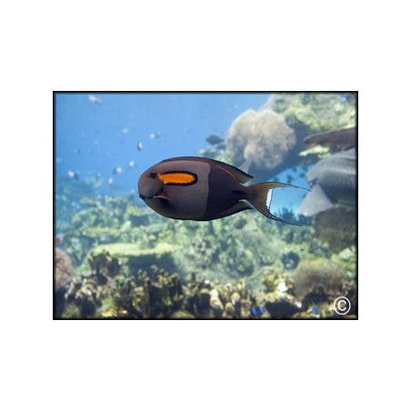 Acanthurus olivaceus