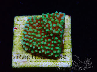 WYSIWYG Montipora Grinch