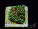 WYSIWYG Montipora Grinch 11L4