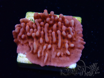 WYSIWYG JF Mean Streak Montipora 11L5
