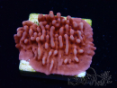 WYSIWYG JF Mean Streak Montipora 11L5