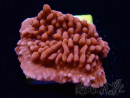 WYSIWYG JF Mean Streak Montipora