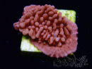 WYSIWYG JF Mean Streak Montipora