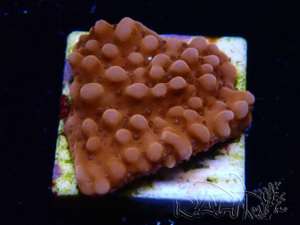 WYSIWYG RAH Montipora Princess Peach