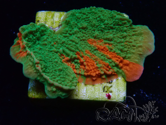 WYSIWYG Montipora-Platte GRAFTED ULTRA