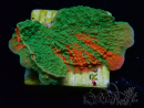 WYSIWYG Montipora-Platte GRAFTED ULTRA