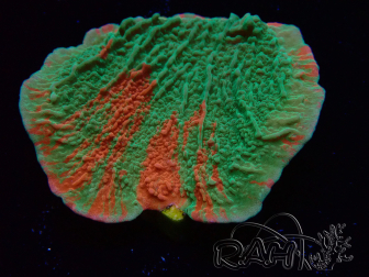 WYSIWYG Montipora plateau GRAFTED ULTRA 11O2