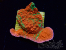 WYSIWYG Montipora plateau GRAFTED ULTRA 11O3