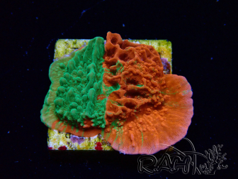 WYSIWYG Montipora plateau GRAFTED ULTRA